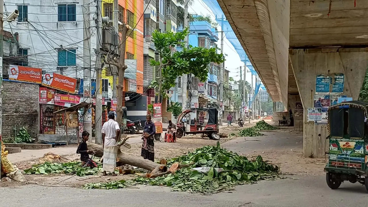 রাজশাহীতে সড়ক সম্প্রসারণে কাটা পড়ছে গাছ, হারাচ্ছে সবুজ নগর